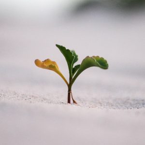 Crecer-Es-Aprender Crecer Es Aprender