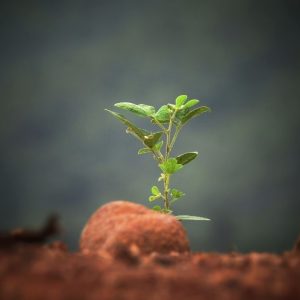 reflexion (13) Es Tiempo de Crecer