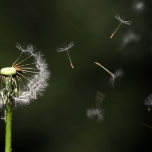 El Viento va en Varias Direcciones