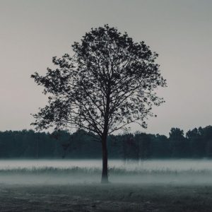 reflexion (7) Árbol Sin Frutos