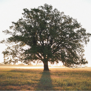 176A1F33-20BF-45BB-8C43-E84FD231FDCC Ser como un Árbol Plantado